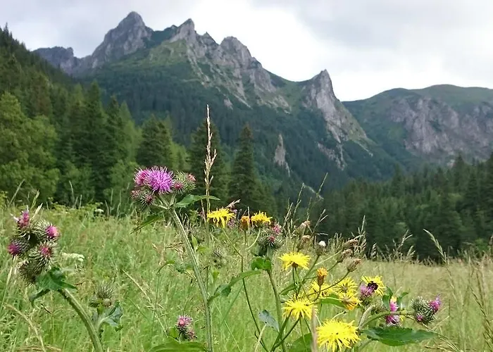 Bed & Breakfast Harnas 3*