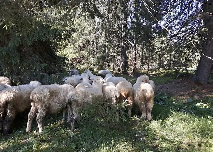 Harnas Bed & Breakfast 3*